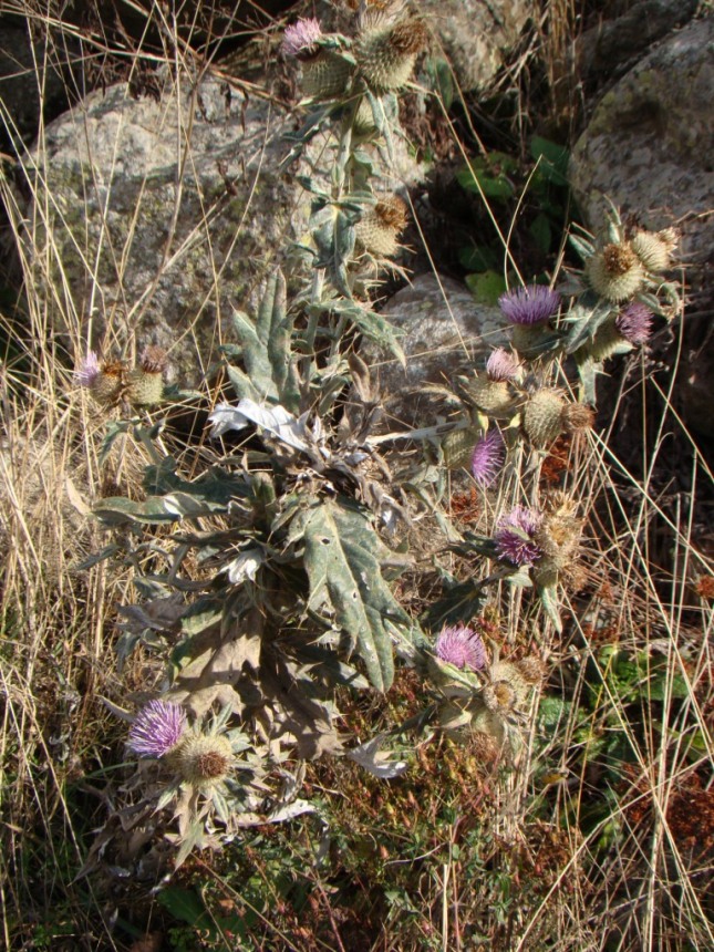 Image of genus Cirsium specimen.