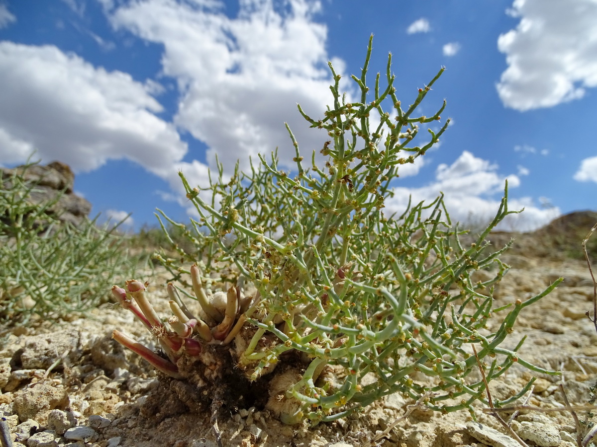 Image of Anabasis brachiata specimen.