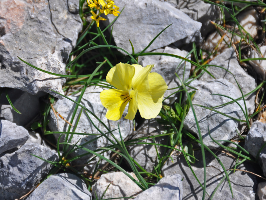 Изображение особи Viola oreades.