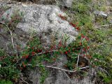 Cotoneaster uniflorus