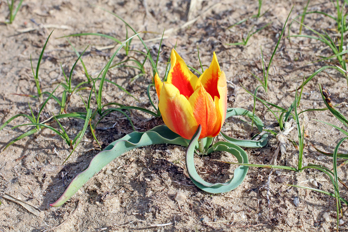 Image of Tulipa korolkowii specimen.