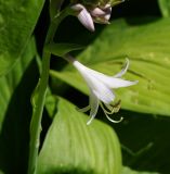 genus Hosta. Цветок. Восточный Казахстан, г. Усть-Каменогорск, Архитектурно-ландшафтный музей-заповедник, в культуре. 11.07.2017.