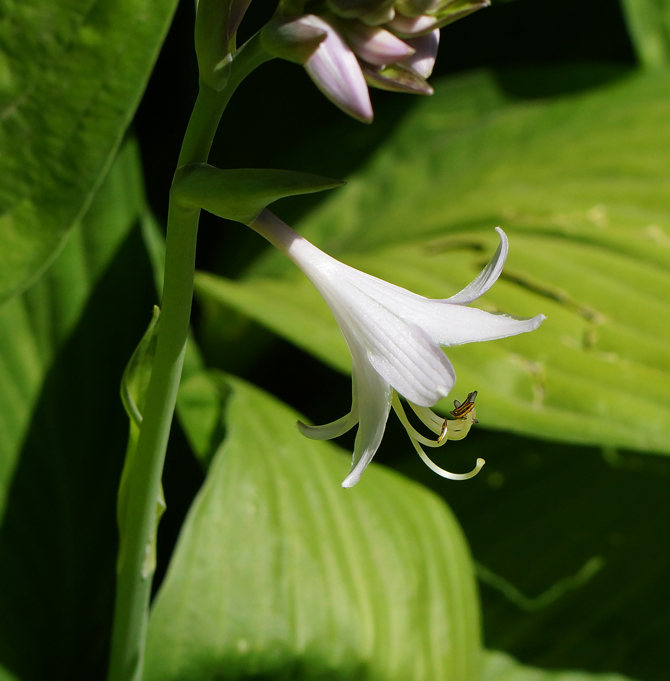 Изображение особи род Hosta.