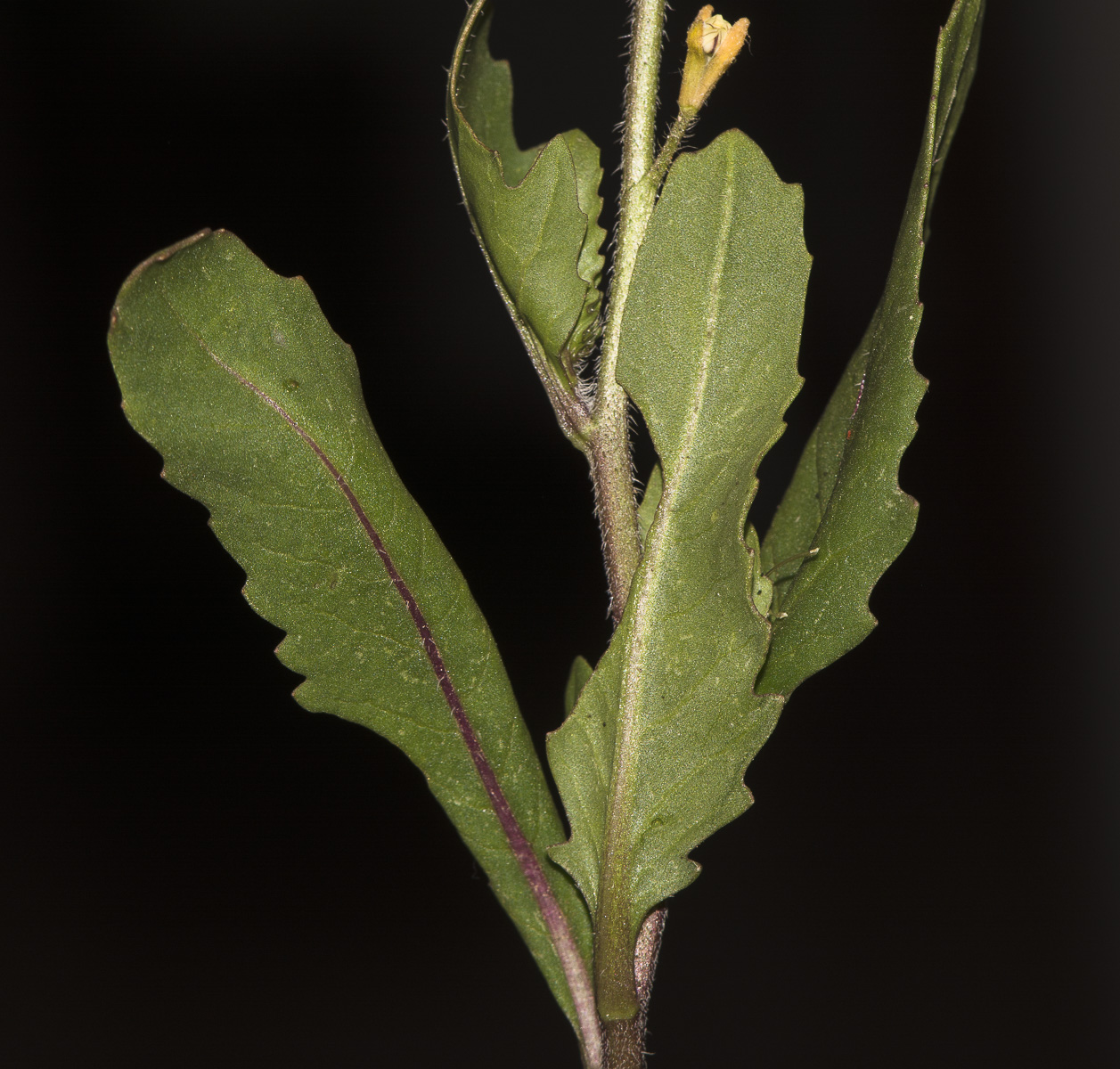 Image of Eruca sativa specimen.