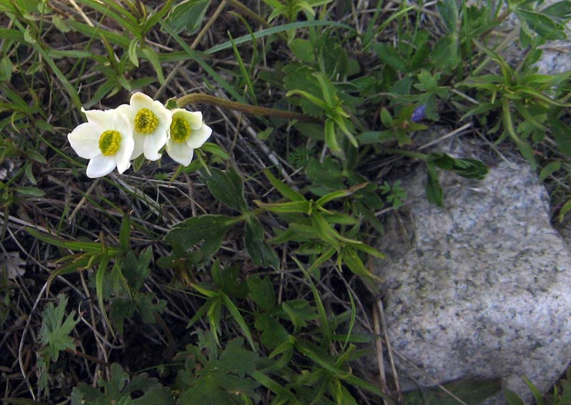 Image of Anemonastrum protractum specimen.