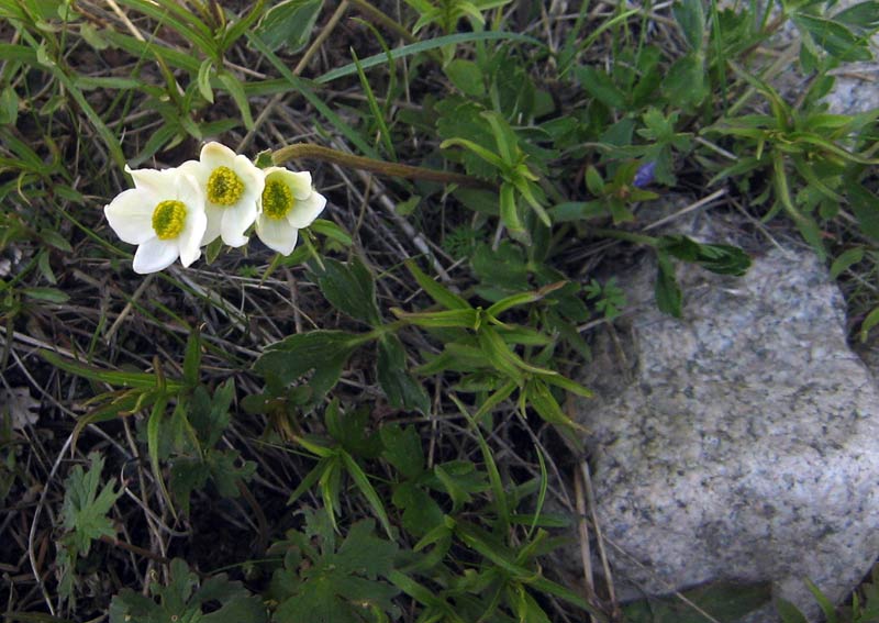 Изображение особи Anemonastrum protractum.