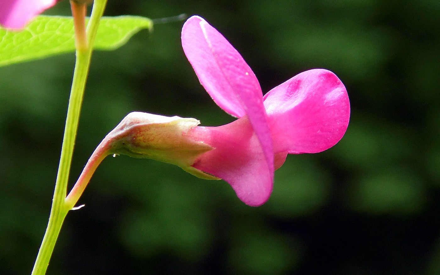 Изображение особи Lathyrus roseus.