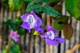 Vigna speciosa
