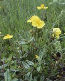 Helianthemum nummularium. Цветущее растение. Испания, Каталония, пров. Жирона, комарка Сельва, муниципалитет Сускеда, окр. деревни Сант-Марти-Сакальм, 835 м н.у.м., возле ограждения выгона. 08.05.2018.