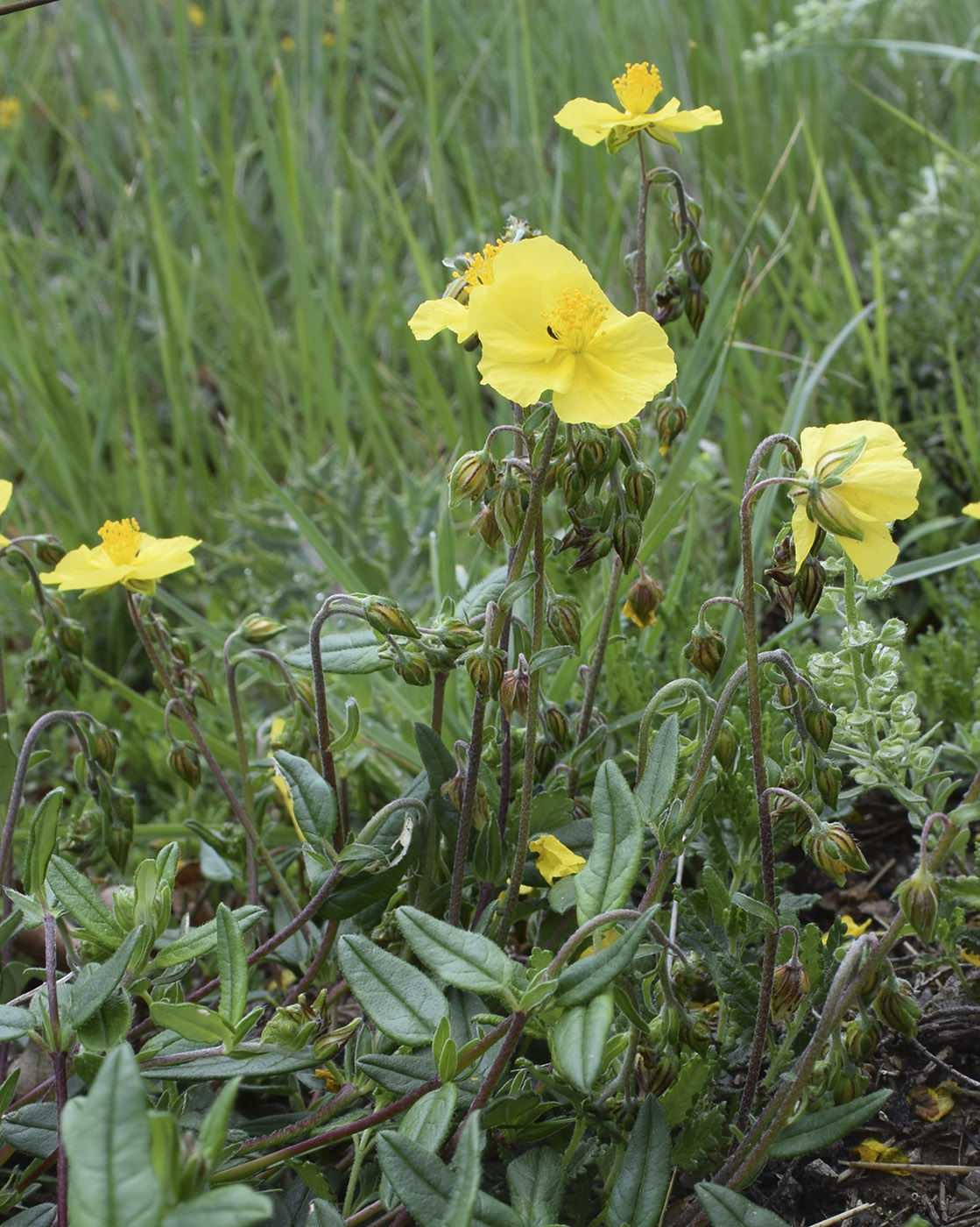 Image of Helianthemum nummularium specimen.