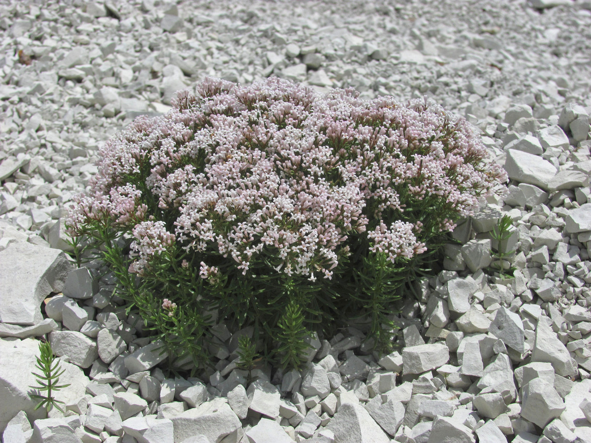 Изображение особи Asperula cretacea.