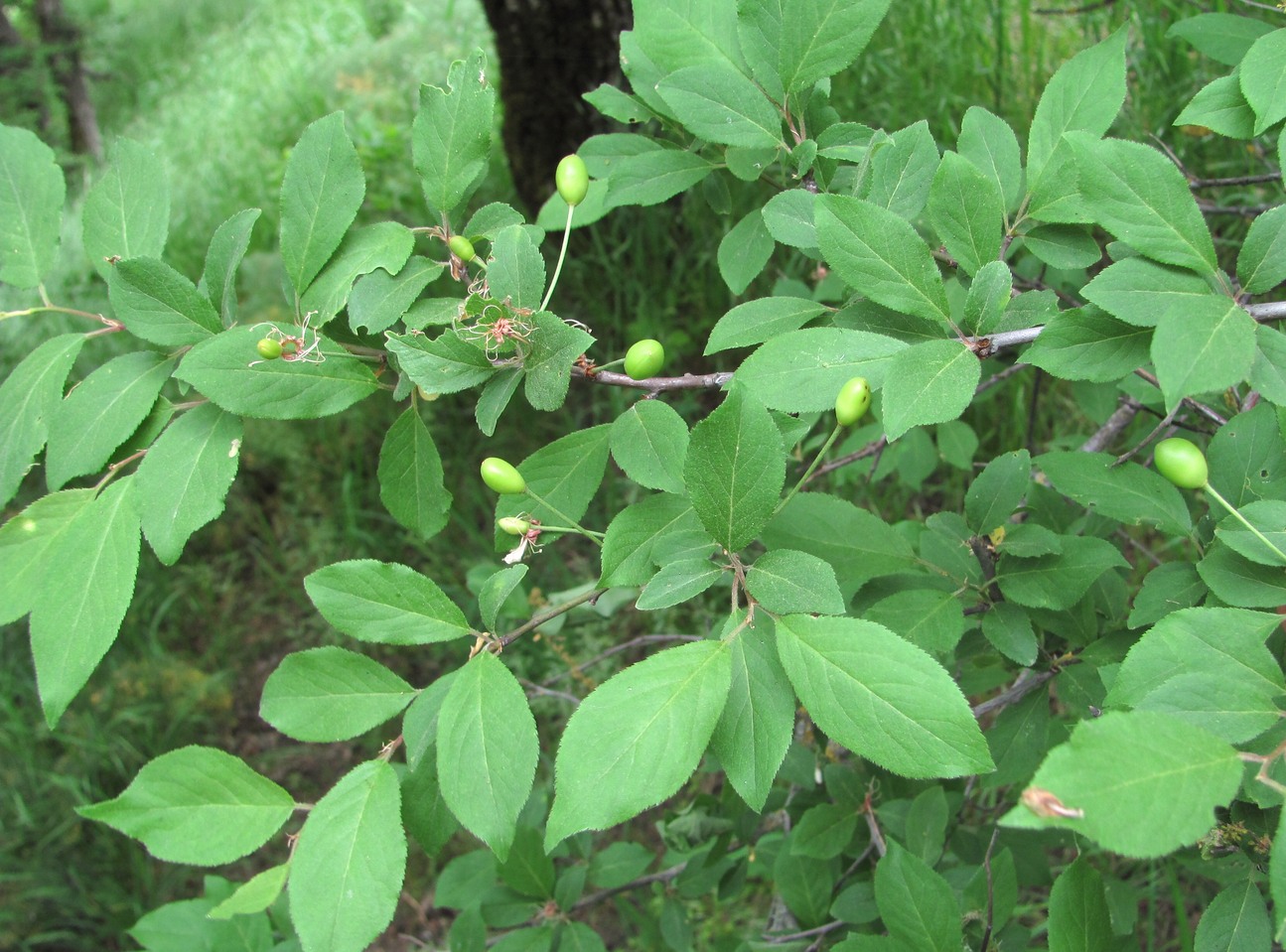 Image of Prunus cerasifera ssp. caspica specimen.