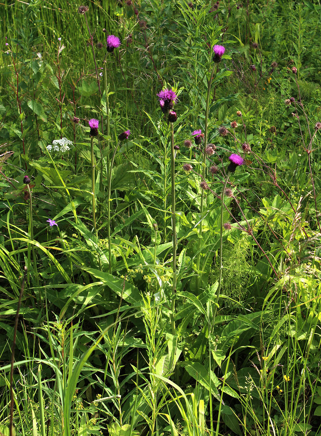 Изображение особи Cirsium heterophyllum.