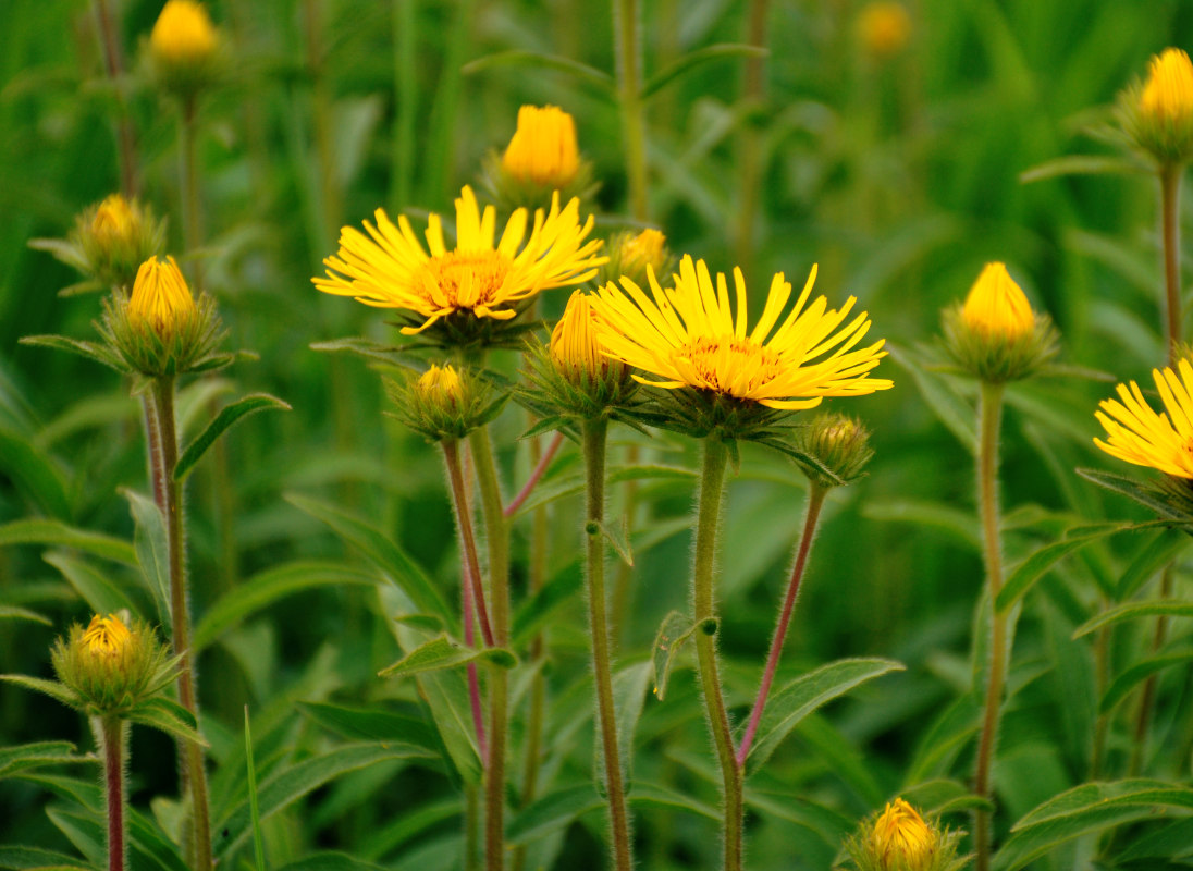 Image of Inula hirta specimen.