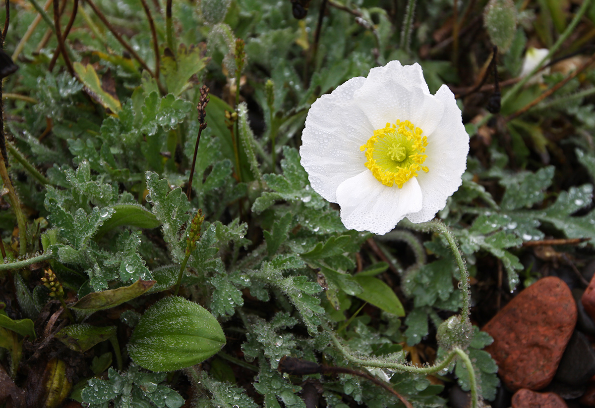 Image of Papaver sokolovskajae specimen.