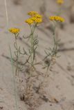 Achillea micrantha. Цветущие растения. Ростовская обл., Верхнедонской р-н, окр. хут. Солонцовский, дол. р. Песковатка, песчаный берег. 30.06.2018.