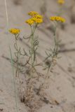 Achillea micrantha