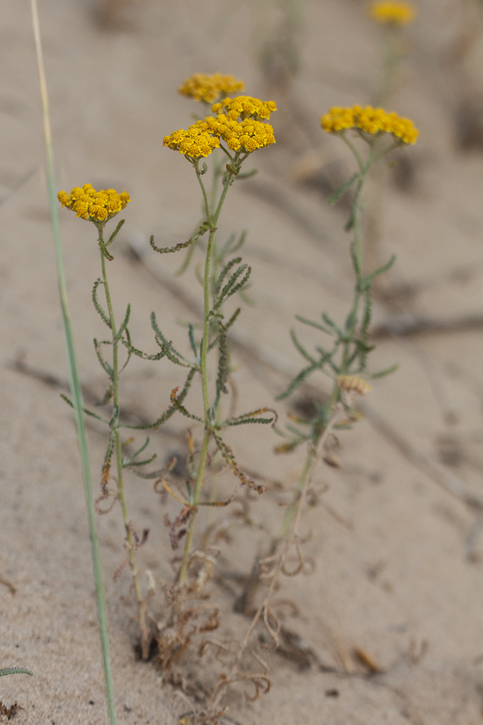 Изображение особи Achillea micrantha.