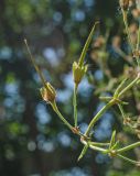 Geranium phaeum