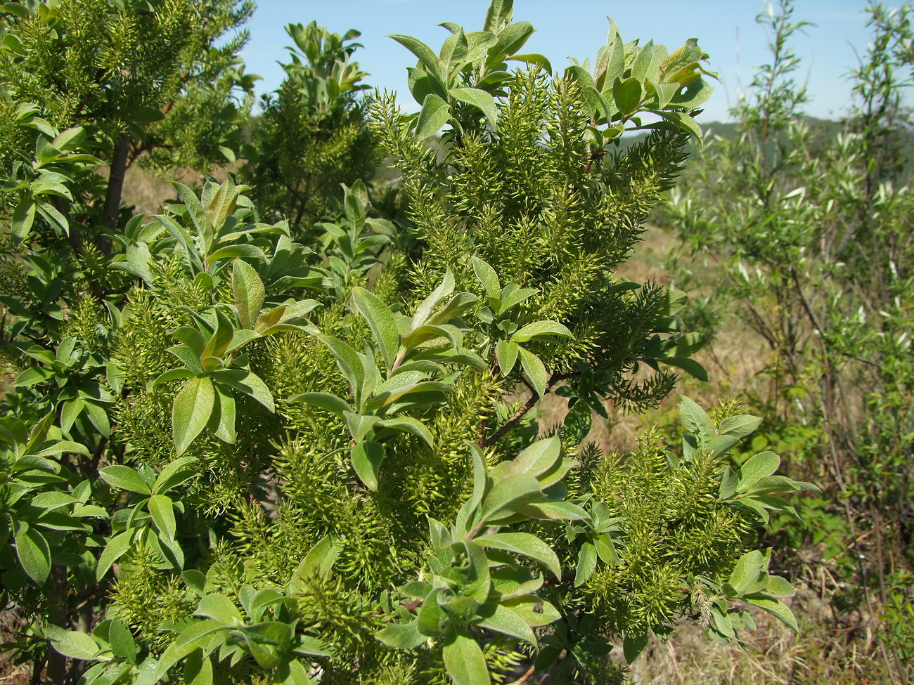Image of Salix bebbiana specimen.