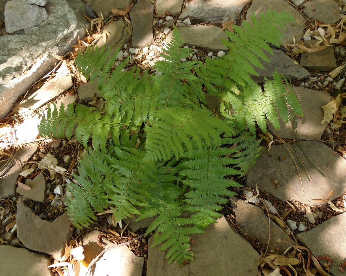 Image of Dryopteris filix-mas specimen.