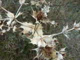 Eryngium maritimum. Плодоносящее растение. Калининградская обл., г. Балтийск, городской пляж. 11 августа 2018 г.