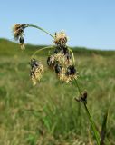 Scirpus maximowiczii