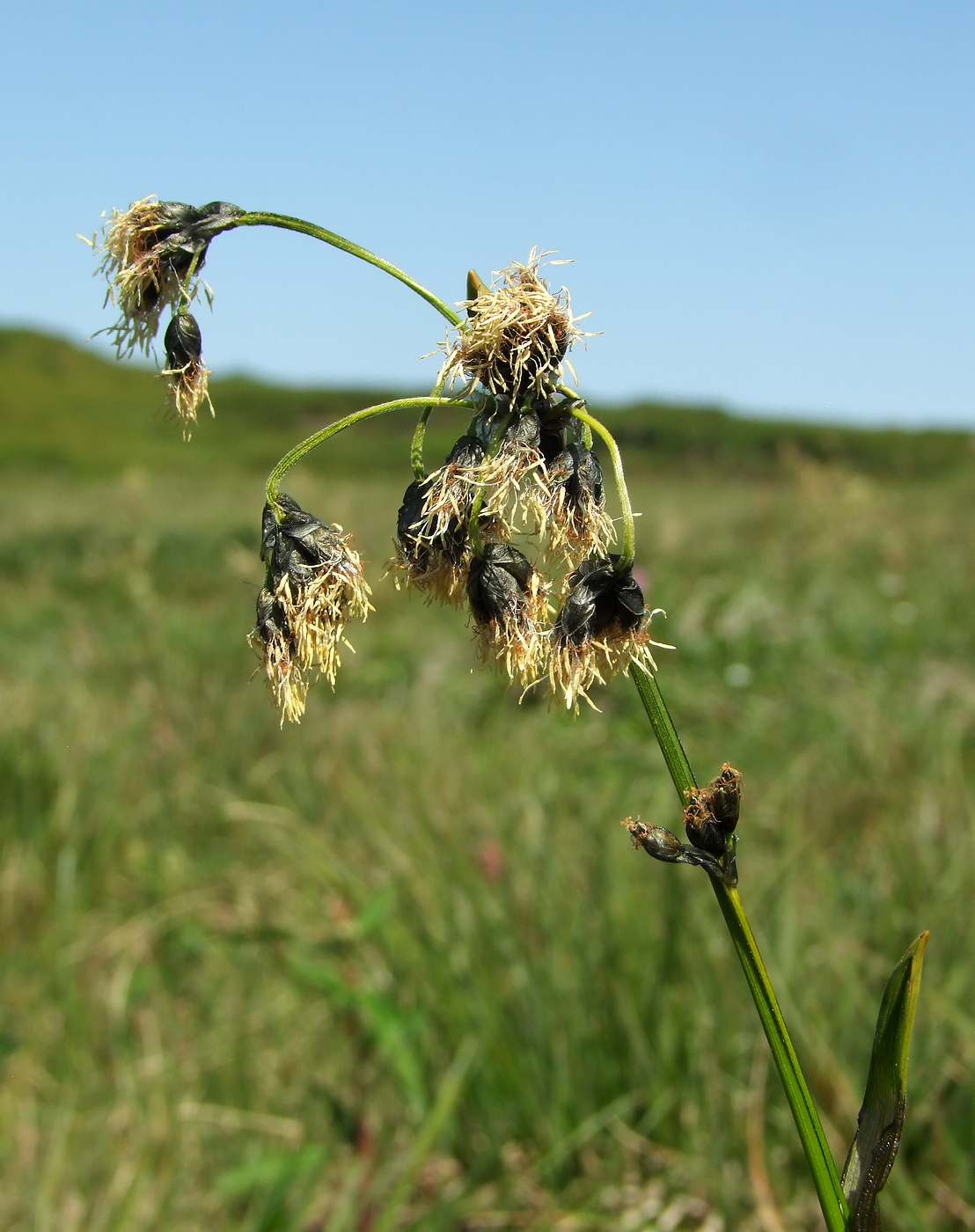 Изображение особи Scirpus maximowiczii.