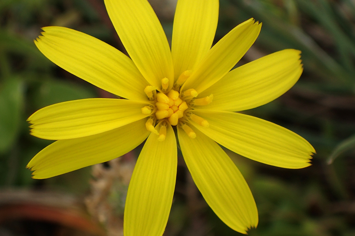 Image of Scorzonera cana specimen.