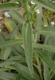 Echium biebersteinii