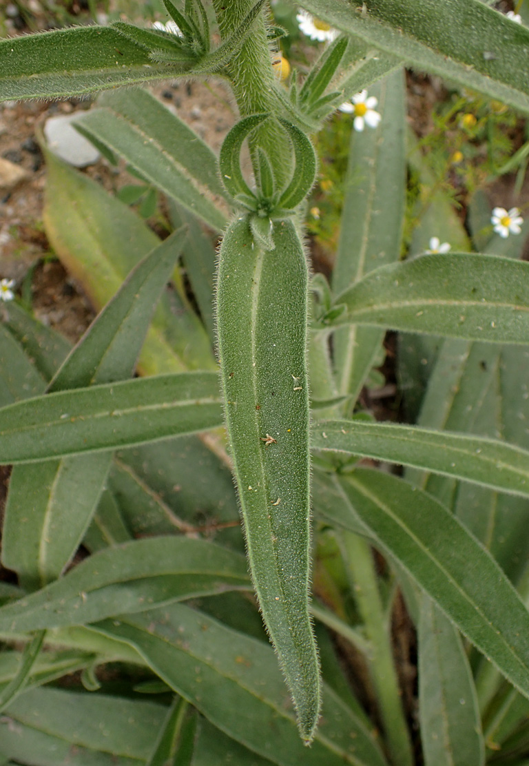 Image of Echium biebersteinii specimen.