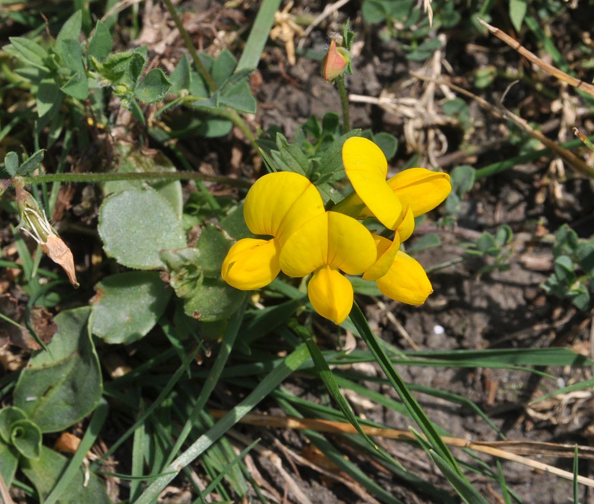 Image of Lotus caucasicus specimen.