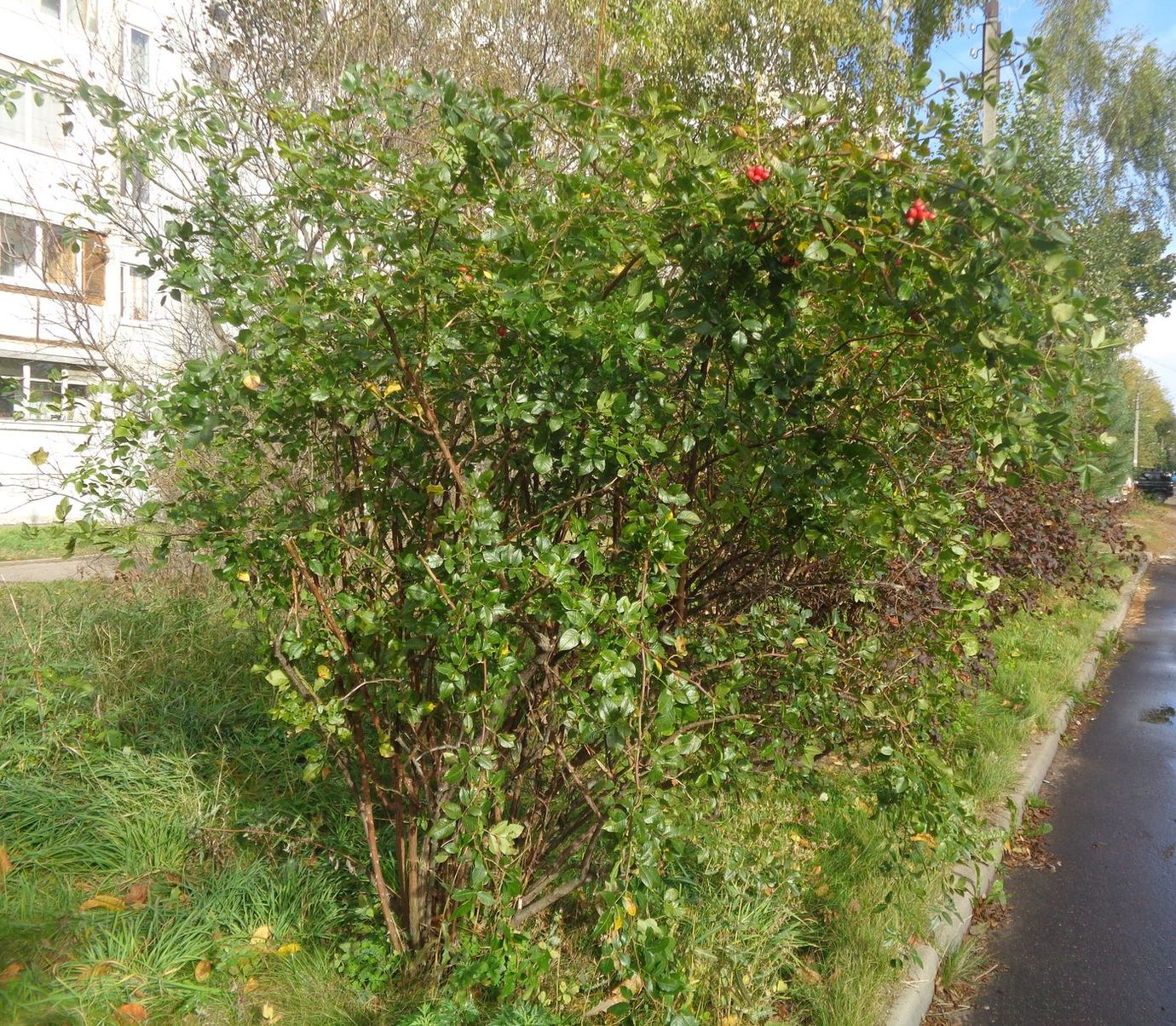 Image of genus Rosa specimen.