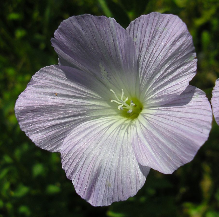 Image of Linum hirsutum specimen.
