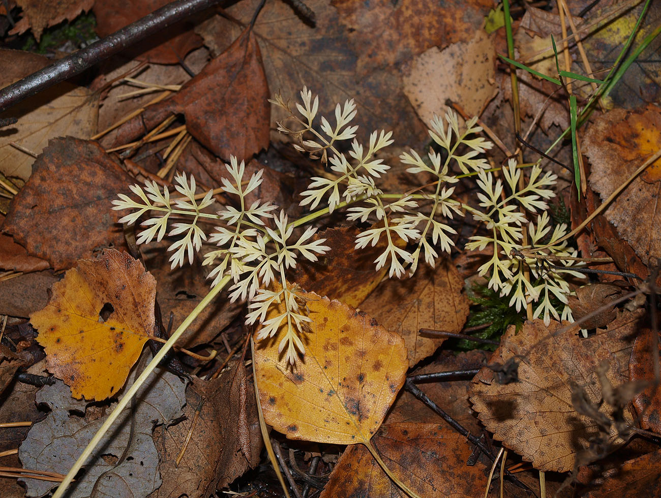 Изображение особи Selinum carvifolia.