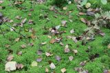 Sphagnum girgensohnii