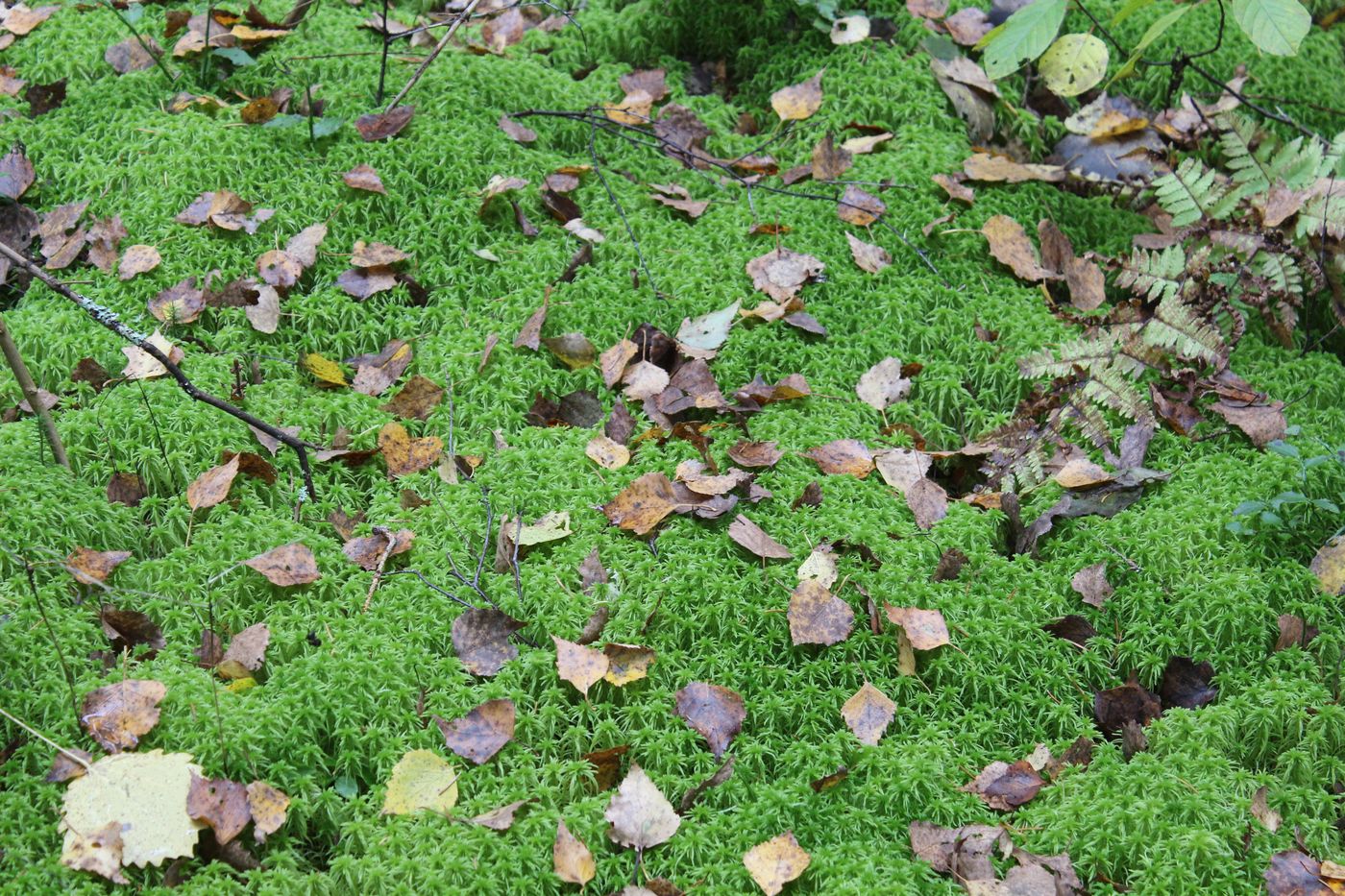 Image of genus Sphagnum specimen.