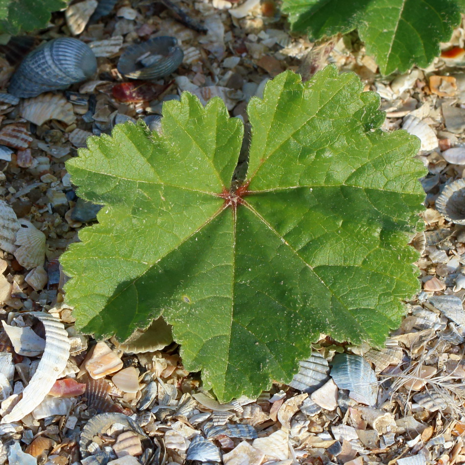 Image of genus Malva specimen.