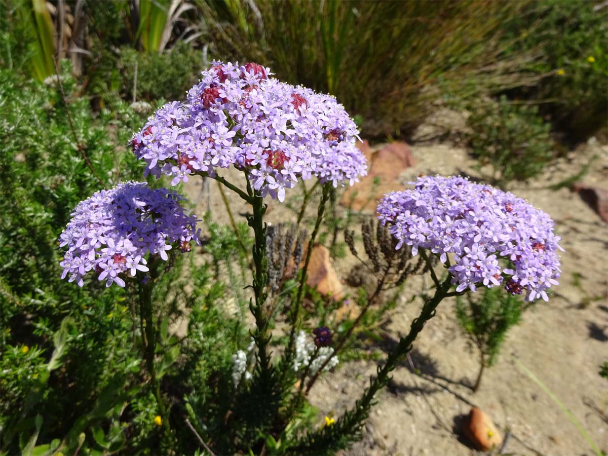 Image of Selago galpinii specimen.