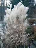 род Miscanthus