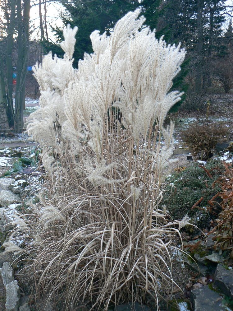 Image of genus Miscanthus specimen.
