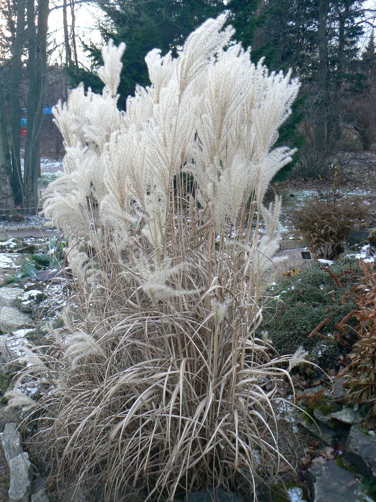 Изображение особи род Miscanthus.