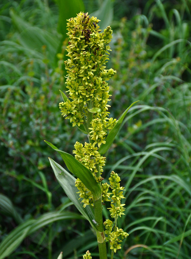 Изображение особи Veratrum lobelianum.