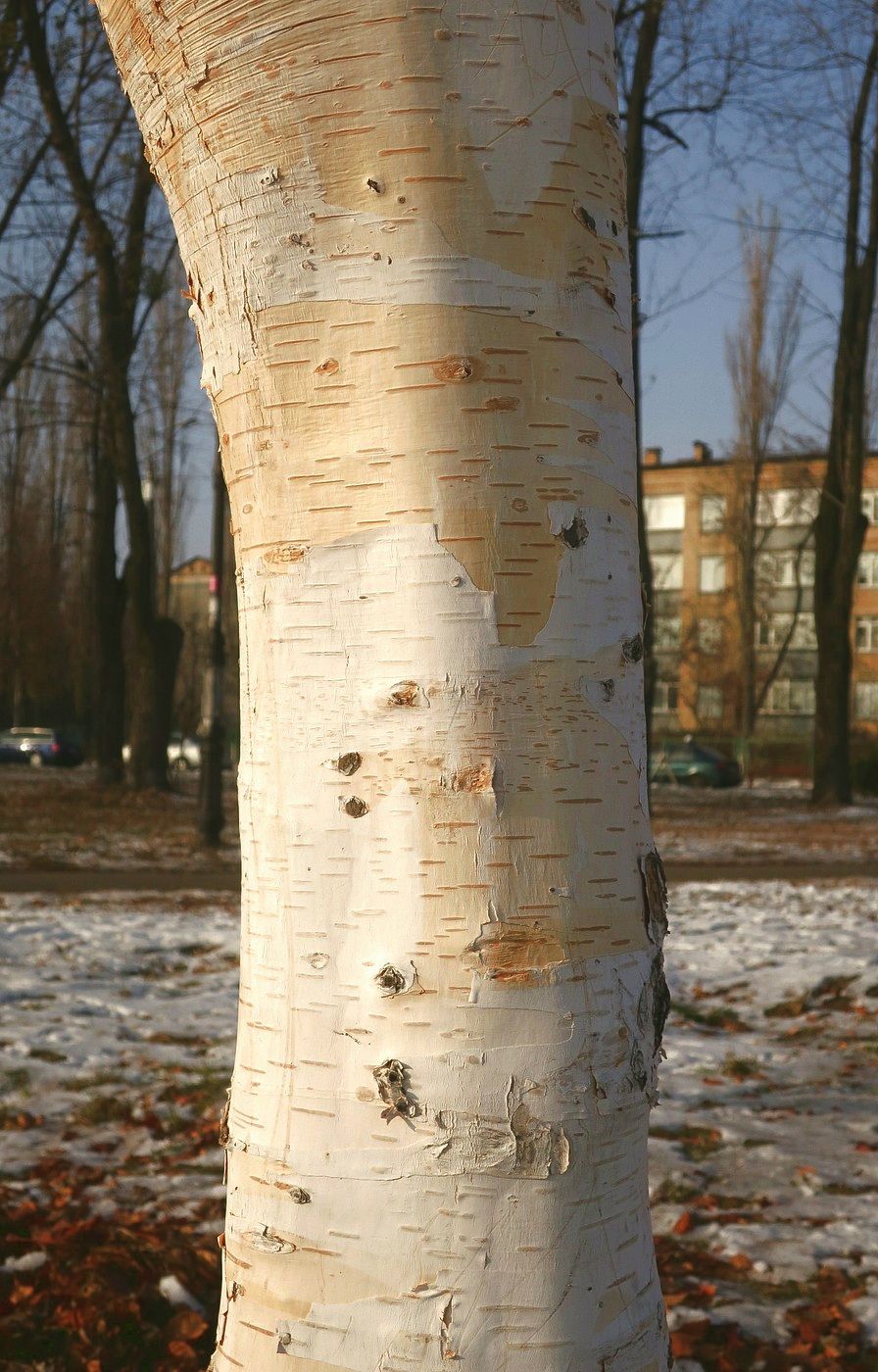 Изображение особи Betula papyrifera.