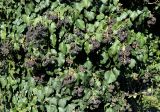 Hedera helix