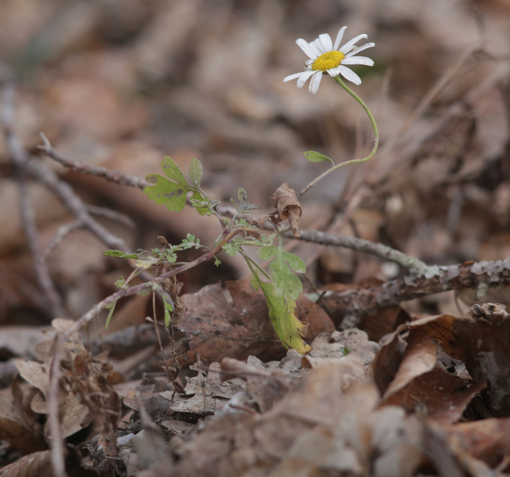 Изображение особи семейство Asteraceae.