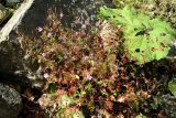 Geranium robertianum