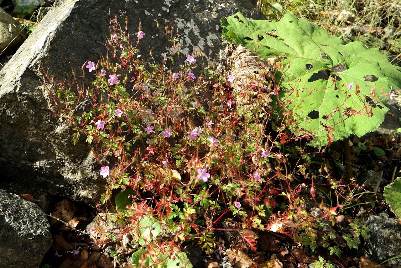 Изображение особи Geranium robertianum.