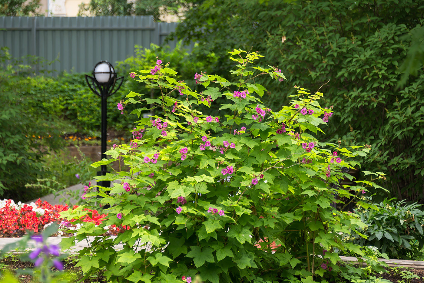 Изображение особи Rubus odoratus.