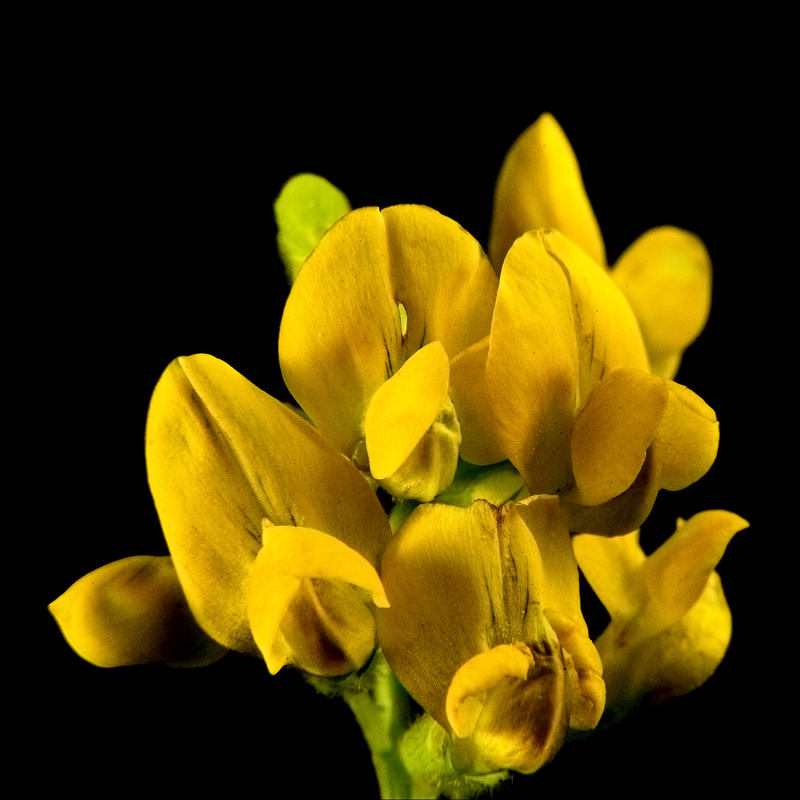 Image of Lathyrus pratensis specimen.